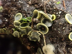 Chlorosplenium chlora