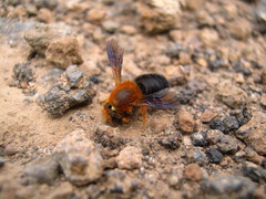 Megachile sicula
