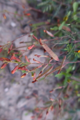 Hoffmannseggia prostrata