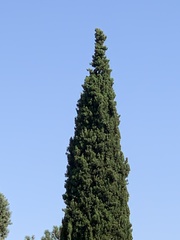 Cupressus sempervirens