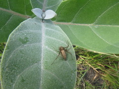 Oxyopes hindostanicus