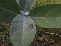 Oxyopes hindostanicus