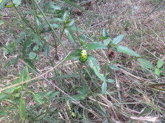 Chrysocoris purpureus