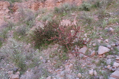 Bougainvillea spinosa