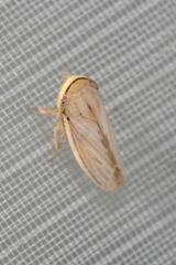 Artianus interstitialis