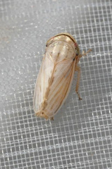 Artianus interstitialis