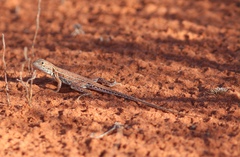 Ctenophorus isolepis