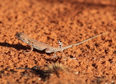 Ctenophorus isolepis