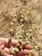 Eriogonum roseum