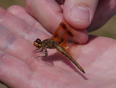 Libellula semifasciata