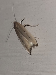 Limnaecia phragmitella