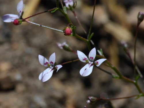 Sierra threadplant (Nemacladus interior)