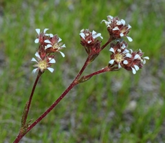 Ivesia unguiculata