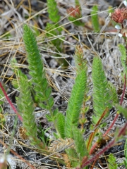 Ivesia unguiculata