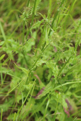 Crepis setosa