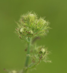 Crepis setosa