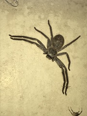 Isopedella conspersa