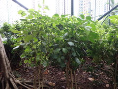 Polyscias guilfoylei