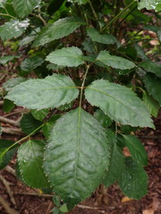 Polyscias guilfoylei