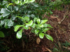 Aglaia odorata microphyllina