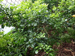 Aglaia odorata microphyllina