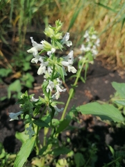 Stachys annua