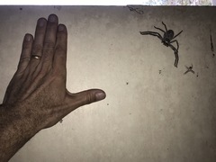 Isopedella conspersa