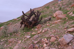 Weberbauerocereus weberbaueri