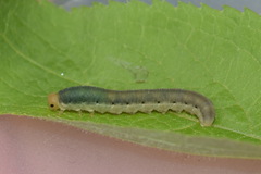 Macrophya alboannulata