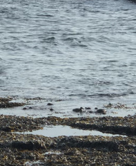 Somateria mollissima