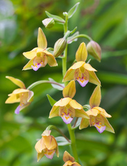 Epipactis thunbergii
