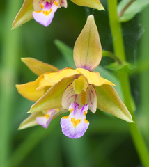 Epipactis thunbergii