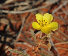 Tribulus hystrix