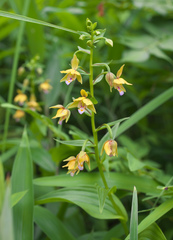 Epipactis thunbergii