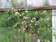 Clematis brevicaudata
