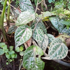 Piper crocatum