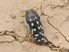 Acmaeodera bacchariphaga