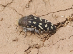 Acmaeodera bacchariphaga