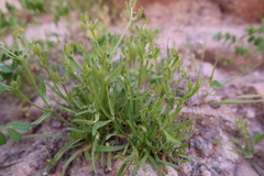Chorizanthe commisuralis