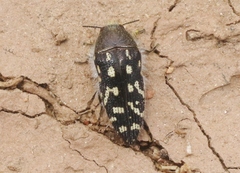 Acmaeodera bacchariphaga