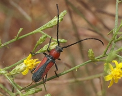 Crossidius discoideus