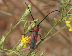 Crossidius discoideus