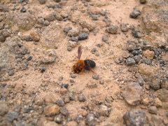 Megachile sicula