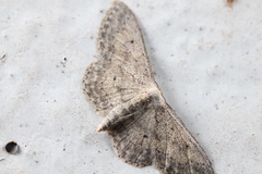 Eupithecia ochridata