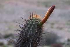 Weberbauerocereus weberbaueri