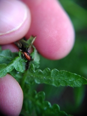 Chirosia grossicauda