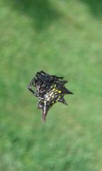 Gasteracantha sanguinolenta