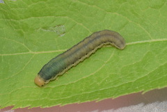 Macrophya alboannulata