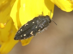 Acmaeodera dolorosa