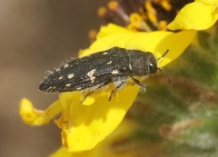 Acmaeodera dolorosa